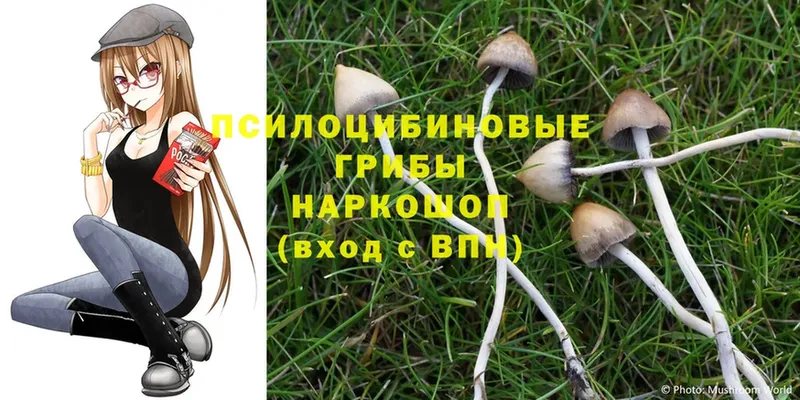 Галлюциногенные грибы Magic Shrooms  как найти закладки  Севск 